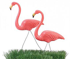 Flamingos